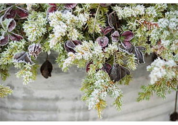 No dejes que tu jardín en invierno pierda su encanto